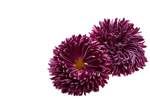 Krysantemum Blomma Isolerad Vit Bakgrund — Stockfoto