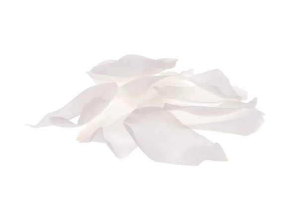 白色玫瑰花瓣 白色背景下的孤立花瓣 — 图库照片