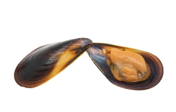 Cozze Isolate Sfondo Bianco — Foto Stock