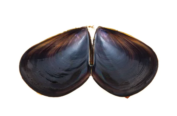 Mussels Isolated White Background — Stock Photo, Image