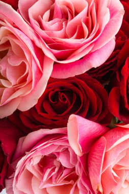 Güllerin şenlikli arkaplanı kapat