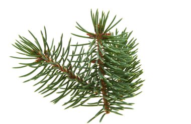 Beyaz arkaplanda izole edilmiş ladin dalları