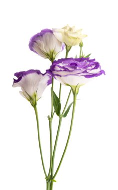Beyaz arkaplanda izole edilmiş östoma çiçekleri