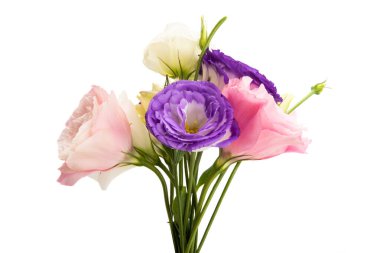 Beyaz arkaplanda izole edilmiş östoma çiçekleri