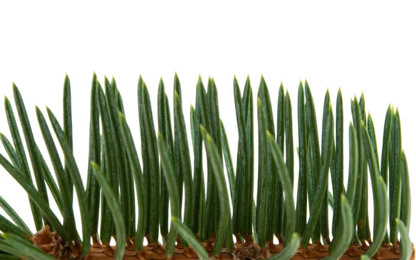 Spruce Twigs Isolated White Background — Stock Photo, Image