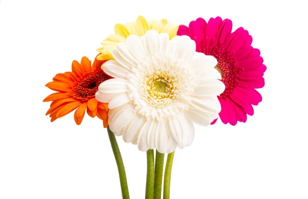 Gerbera Bloemen Geïsoleerd Witte Achtergrond — Stockfoto