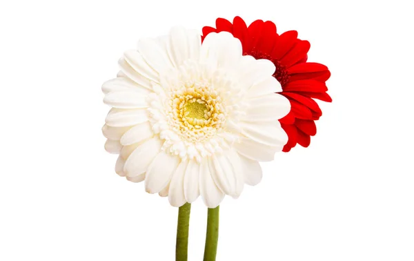Gerbera Flowers Isolated White Background — Stock Photo, Image