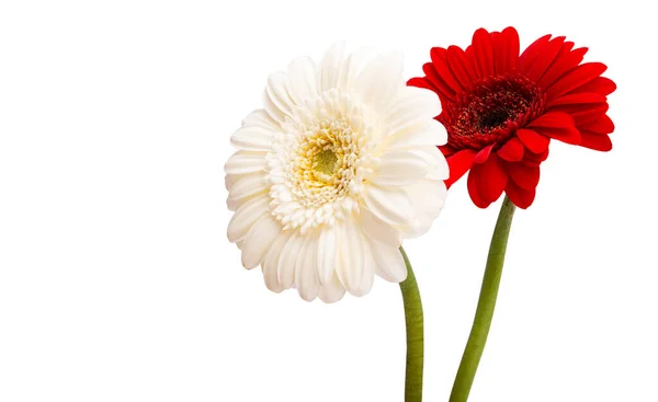 白い背景に孤立したゲルベラの花 — ストック写真