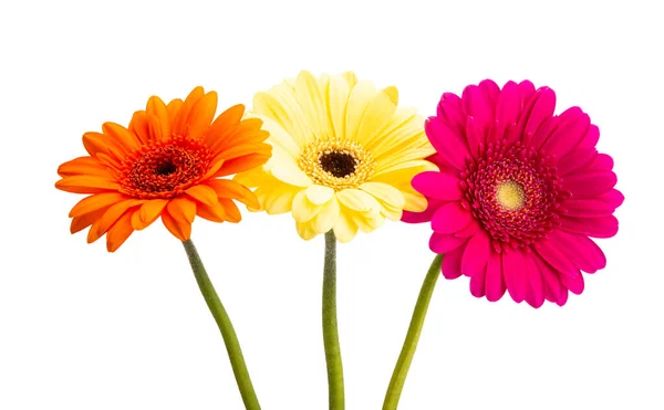 Gerbera Květiny Izolované Bílém Pozadí — Stock fotografie