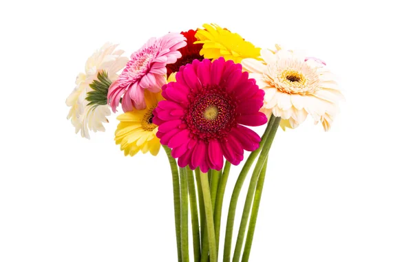 Gerbera Flowers Isolated White Background — Stock Photo, Image