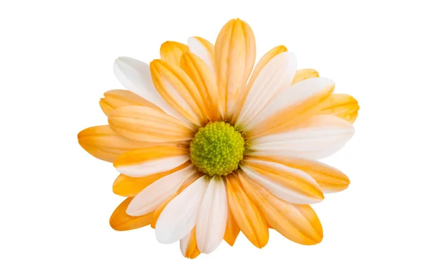 Flor Crisantemo Aislada Sobre Fondo Blanco —  Fotos de Stock
