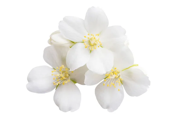 Jasmijnbloemen Geïsoleerd Witte Achtergrond — Stockfoto