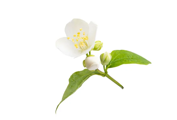 Jasminblüten Isoliert Auf Weißem Hintergrund — Stockfoto