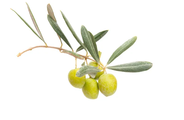 Zweig Mit Oliven Isoliert Auf Weißem Hintergrund — Stockfoto