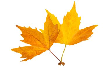  sonbahar yaprakları beyaz arkaplanda izole