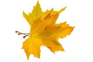  sonbahar yaprakları beyaz arkaplanda izole