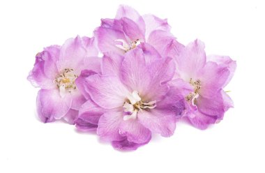 beyaz arkaplanda izole edilmiş delinyum çiçeği