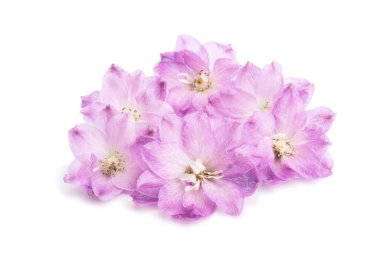 beyaz arkaplanda izole edilmiş delinyum çiçeği