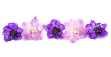 beyaz arkaplanda izole edilmiş delinyum çiçeği