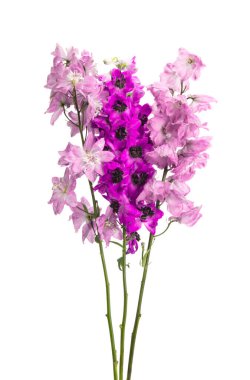 beyaz arkaplanda izole edilmiş delinyum çiçeği