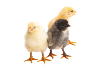 Beyaz arka planda izole edilmiş küçük tavuklar