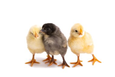 Beyaz arka planda izole edilmiş küçük tavuklar