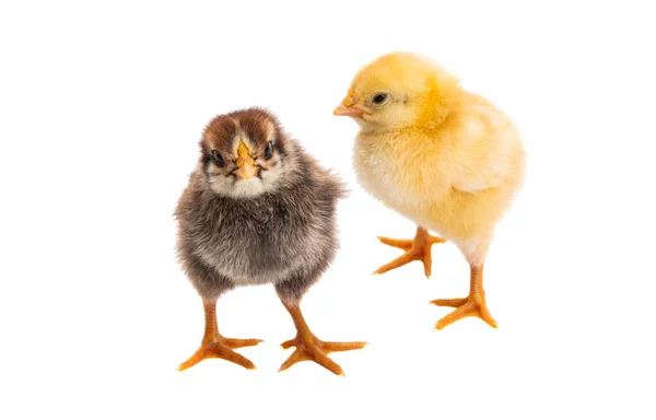 Kleine Hühner Isoliert Auf Weißem Hintergrund — Stockfoto