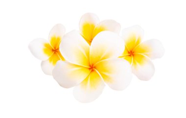 Plumeria çiçeği beyaz arkaplanda izole edilmiş
