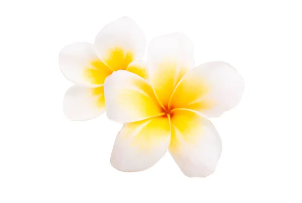 Plumeria Flor Isolada Fundo Branco — Fotografia de Stock