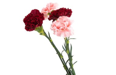 karanfil beyaz arkaplanda izole edildi