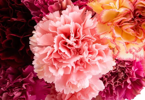Carnation Isolated White Background — Stock Photo, Image