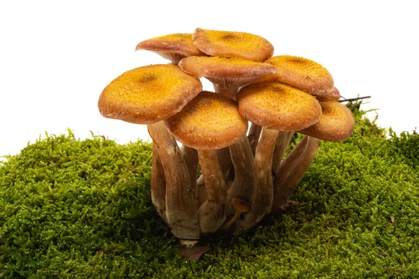 Honey Mushrooms Moss Isolated White Background — Stock Photo, Image