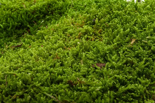 Musgo Verde Aislado Sobre Fondo Blanco — Foto de Stock