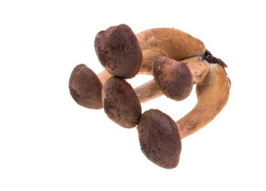 Beyaz arka planda izole edilmiş taze bal mantarları