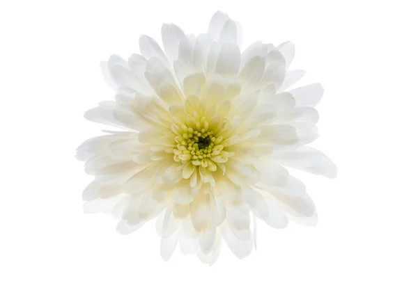 Witte Chrysant Geïsoleerd Witte Achtergrond — Stockfoto