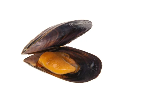 Mejillones Aislados Sobre Fondo Blanco —  Fotos de Stock