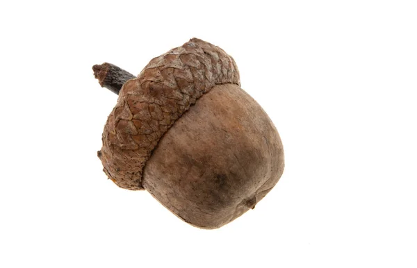 Dry Acorn Isolated White Background — Stock Photo, Image