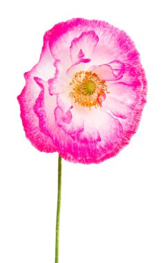 gelincik beyaz arkaplanda izole edildi