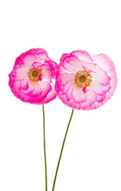 gelincik beyaz arkaplanda izole edildi