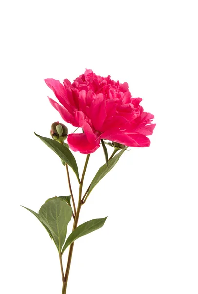 Peonía Flor Aislada Sobre Fondo Blanco — Foto de Stock