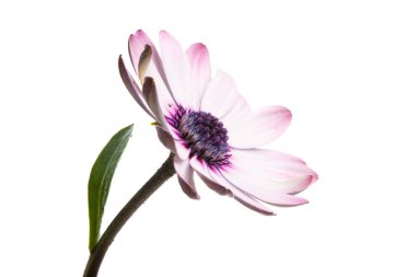 Osteospermum Daisy ya da Papatya Çiçeği Beyaz Arkaplan 'da izole edildi. Makro Yakın Çekim