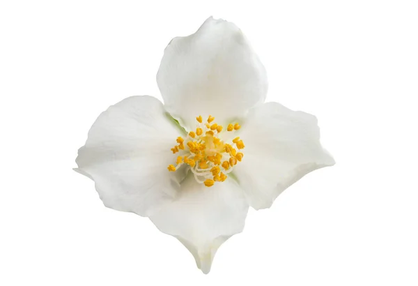 Jasmijnbloem Geïsoleerd Witte Achtergrond — Stockfoto