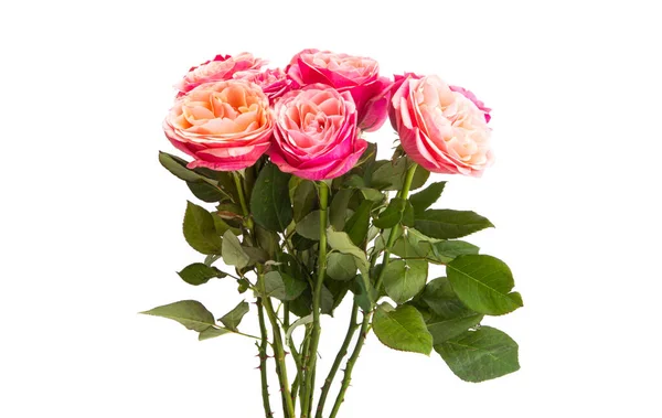 Рожева Троянда Ізольована Білому Тлі — стокове фото