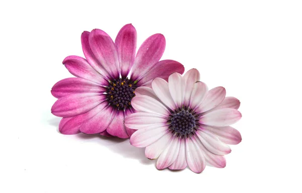 Osteospermum Daisy Lub Cape Daisy Kwiat Izolowane Białym Tle Makro — Zdjęcie stockowe