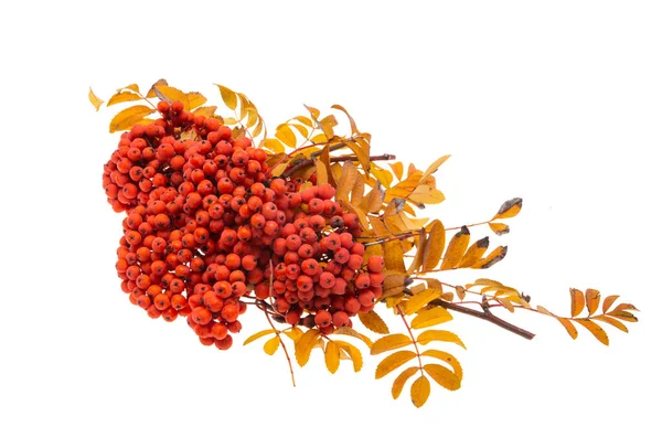 Bunches Rowan Berry Isolated White Background — Stok Foto