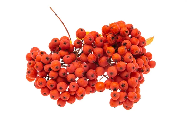 Bunches Rowan Berries Isolated White Background — Stock Photo, Image