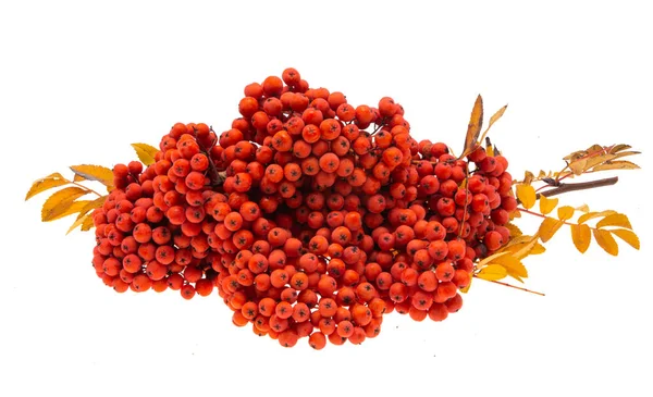 Bunches Rowan Berries Isolated White Background — Stock Photo, Image