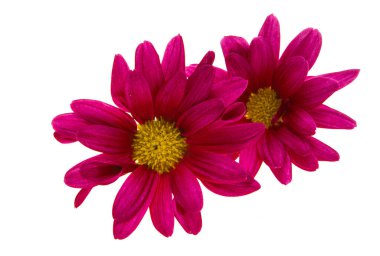 Beyaz arkaplanda kırmızı kasımpatı izole edildi