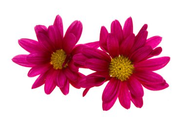 Beyaz arkaplanda kırmızı kasımpatı izole edildi