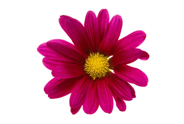 Red Chrysanthemum Isolated White Background — Stock Photo, Image